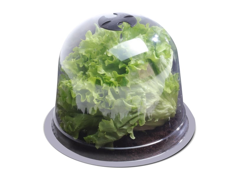 10 Cloches De Forçage Transparentes – Protection Gel Et Nuisibles Pour Jeunes Plants